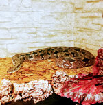 IMG-20201007-170601-2.jpg IMG-20201007-170601-2.jpg