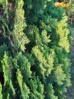 20210523_064409.jpg