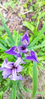 IMG_20210611_100949.jpg
