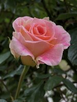 82D2197A-3D70-46AD-B22D-E033A0E33372.jpeg
