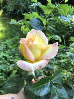 E66952B1-4D4C-4D4B-B76E-8A391CD35550.jpeg
