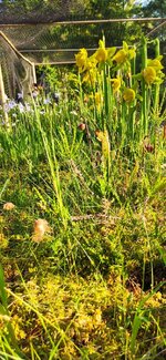 IMG_20210618_075730.jpg
