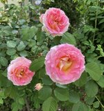 BB29E089-B50B-4CE4-8E8C-C56D557CFA78.jpeg
