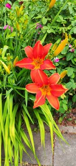 IMG_20210622_135042.jpg
