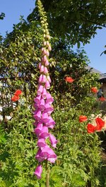 20210610_111041.jpg