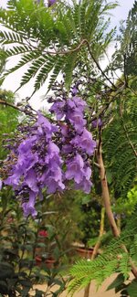 IMG_20210625_085430.jpg