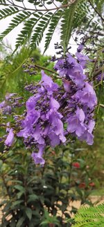 IMG_20210625_085439.jpg
