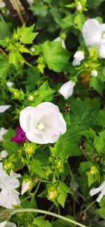 IMG_20210630_093343.jpg