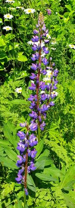 20210614_105053.jpg
