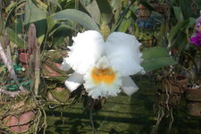 EPSN0733.JPG