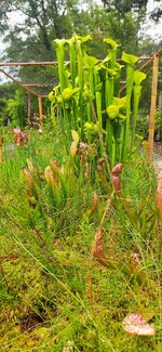 IMG_20210709_082643.jpg