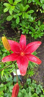 IMG_20210709_082410.jpg