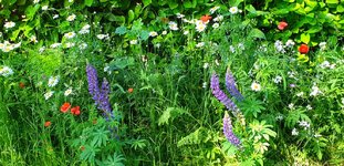 20210614_105156.jpg