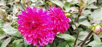 IMG_20210713_132434.jpg
