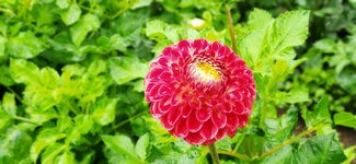 IMG_20210713_132256.jpg