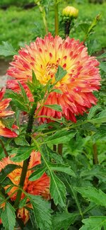 IMG_20210713_132235.jpg