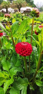 IMG_20210713_132147.jpg