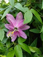 IMG_20210721_063851.jpg