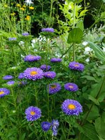 IMG_20210719_062444.jpg