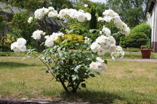 IMG_0713.JPG