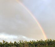 A9C7D79B-B866-4090-A0BB-D8725298DF78.jpeg