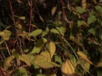 A1B492F3-44EB-4361-B371-7CFED5BEAED1.jpeg