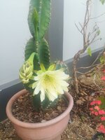 IMG_20210801_063356.jpg