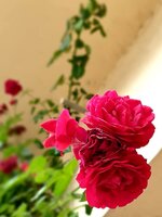 20210809_152908.jpg