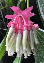ดอกแตรนางฟ้า---Engelstrompeten.jpg