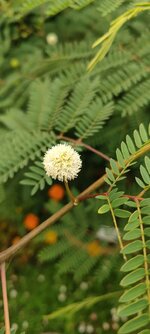 IMG_20210826_141410.jpg