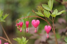 ดอกโลหิตแห่งหัวใจ Lamprocapnos spectabilis blutendes Herz.jpg