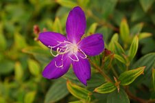 Melastoma malabathricum (โคลงเคลง.jpg