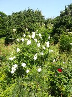 IMG_20210611_101957.jpg