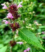 20210811_115536.jpg