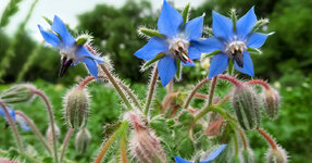 borage-plant-1200x628-facebook-1200x628.jpg