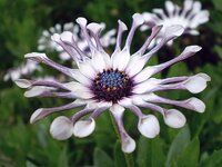 african_daisy_flower_plant_petals_floral_macro_colorful_bloom-850697.jpg!d.jpeg