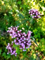 20210824_125927.jpg