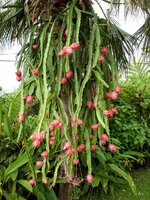 Fruits_mûrs.JPG