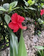 A898506B-662E-426B-A86D-9131E5D8DBDE.jpeg