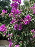 83263D22-291D-4713-BA10-A95BCEF95136.jpeg