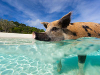 die-schwimmenden-schweine-auf-den-bahamas-sind-ein-highlight-.jpg