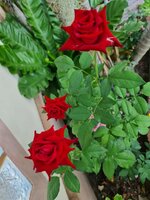 FB_IMG_1646493525663.jpg