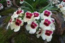 DSC053801.jpg