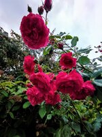 IMG_20990539_772977.jpg