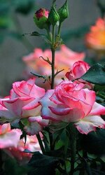 FB_IMG_1655029025700.jpg