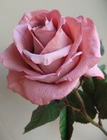 FB_IMG_1655118634639.jpg