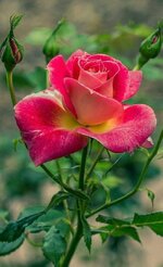 FB_IMG_1655223250713.jpg
