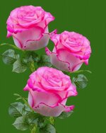 FB_IMG_1655219962224.jpg