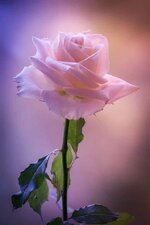 FB_IMG_1655224989165.jpg