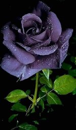 FB_IMG_1655287775375.jpg